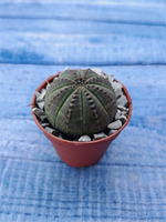 Суккулент Euphorbia Obesa (Эуфорбия)