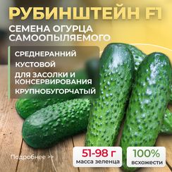 РУБИНШТЕЙН F1 семена огурца (Rijk Zwaan | Alexagro)