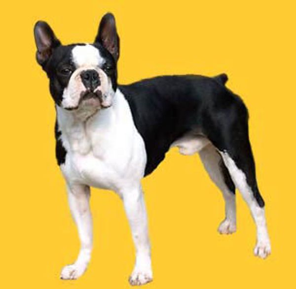 Бостон-терьер