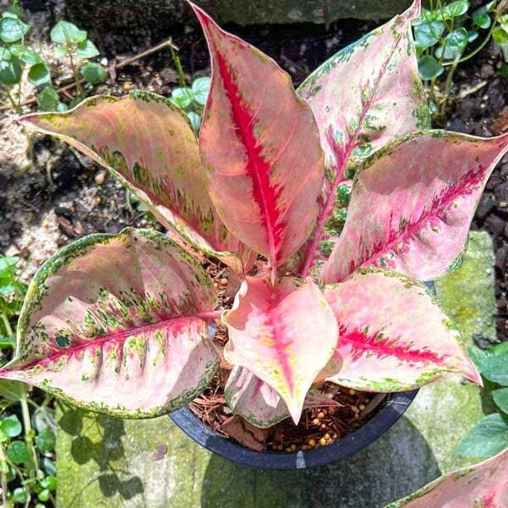 Аглаонема RED ARROWS