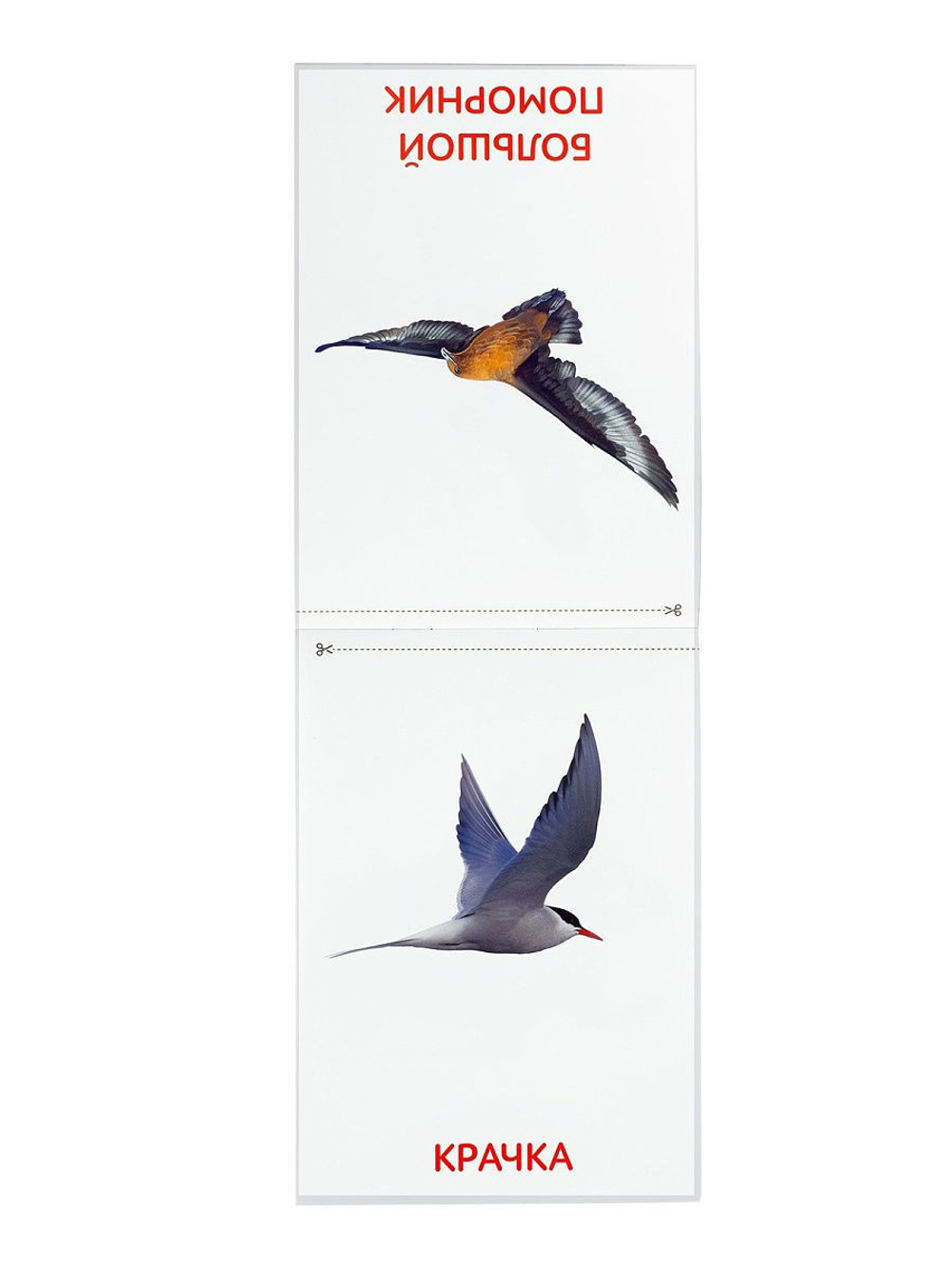 Карточки Домана. Животные материков. 6 книг