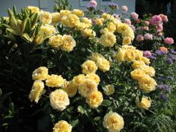 София Ренессанс (Sophia Renaissance)