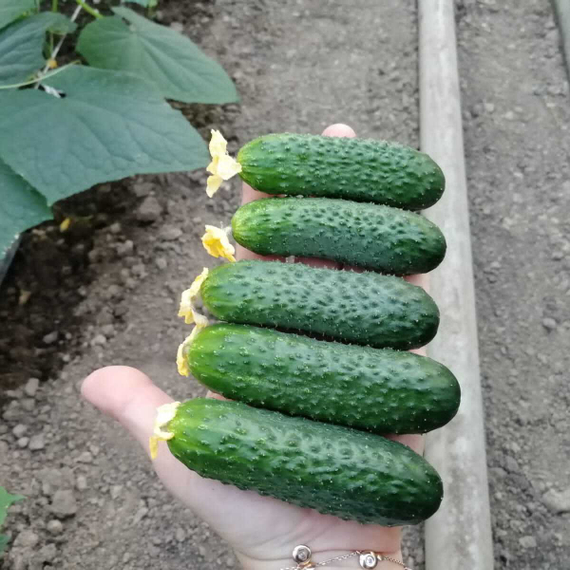 Монисия F1 семена огурца партенокарпического (Seminis / Семинис) продукт – фото 4