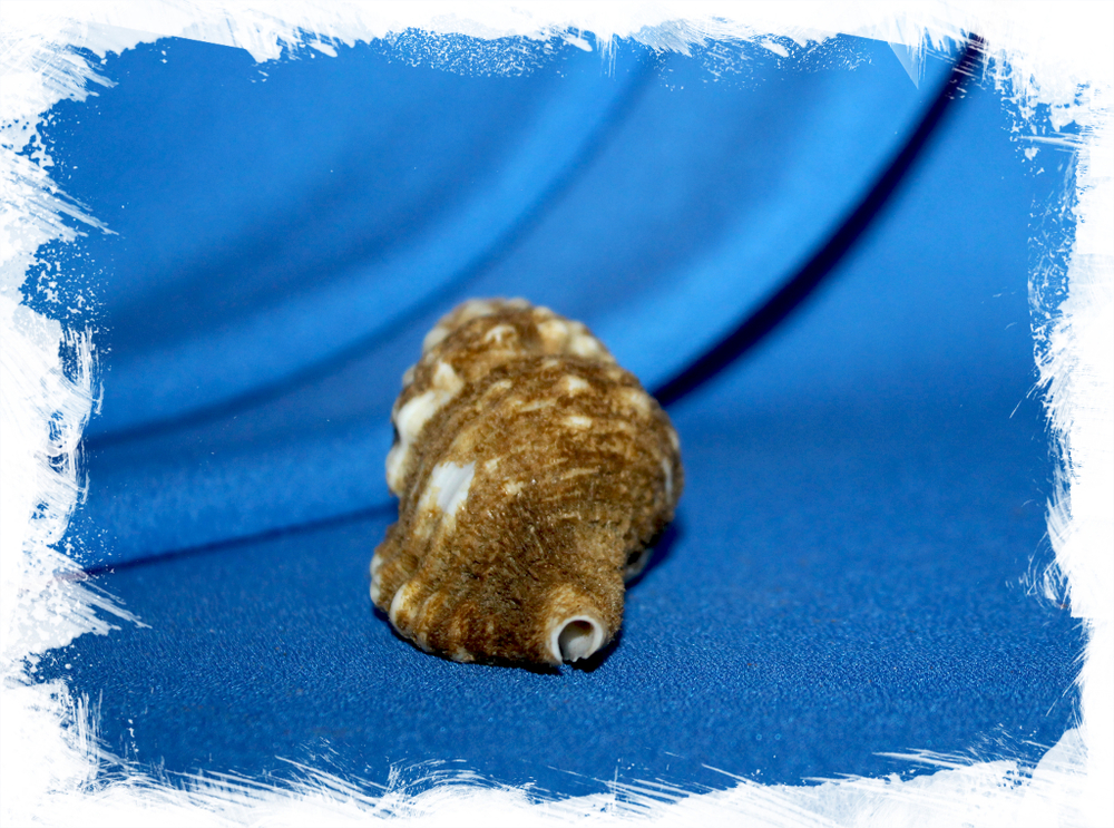 Циматиум корругатум (Cymatium corrugatum)