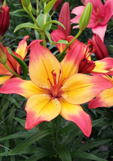 Лилия Хертстрингс