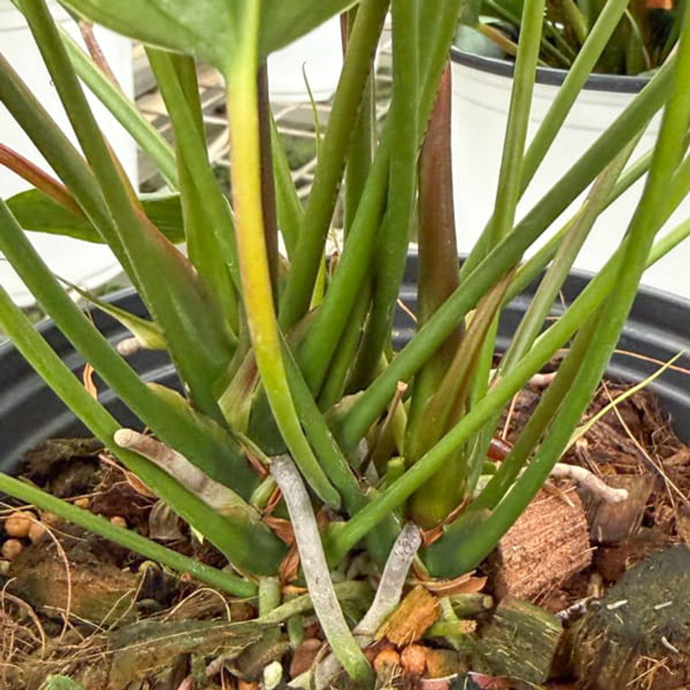 Антуриум Андре CHELSEY