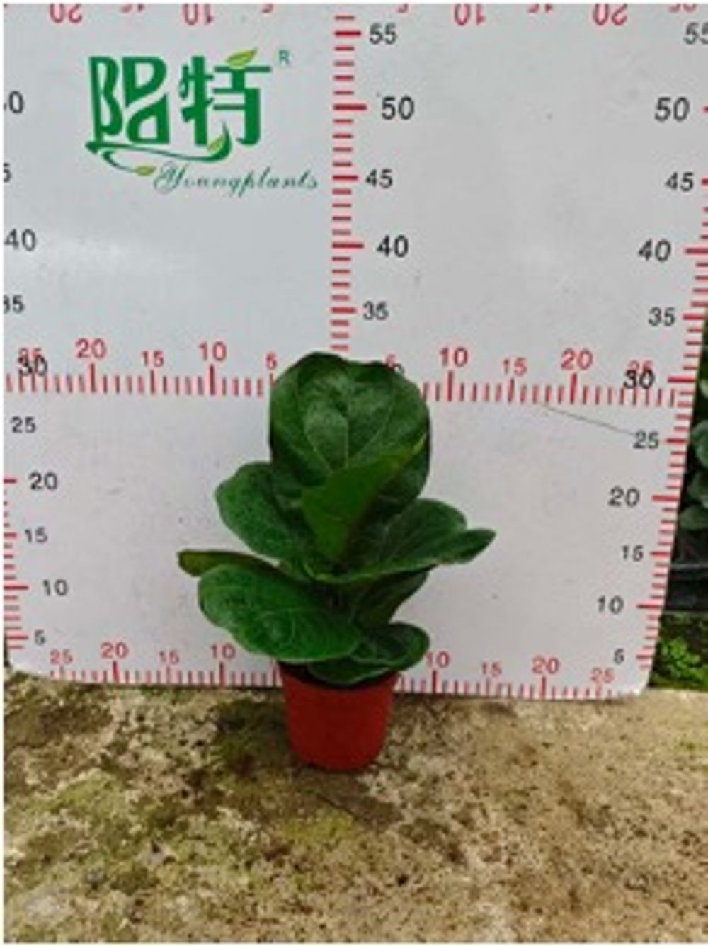 Фикус Barbie Banyan д. 11