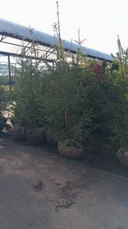 Ель обыкновенная (ком) 250-300