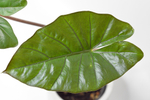 Алоказия Принцесса Юкатан / Alocasia Yucatan Princess