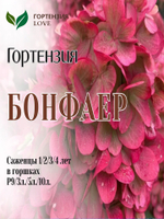 Гортензия метельчатая Бонфаер Р9