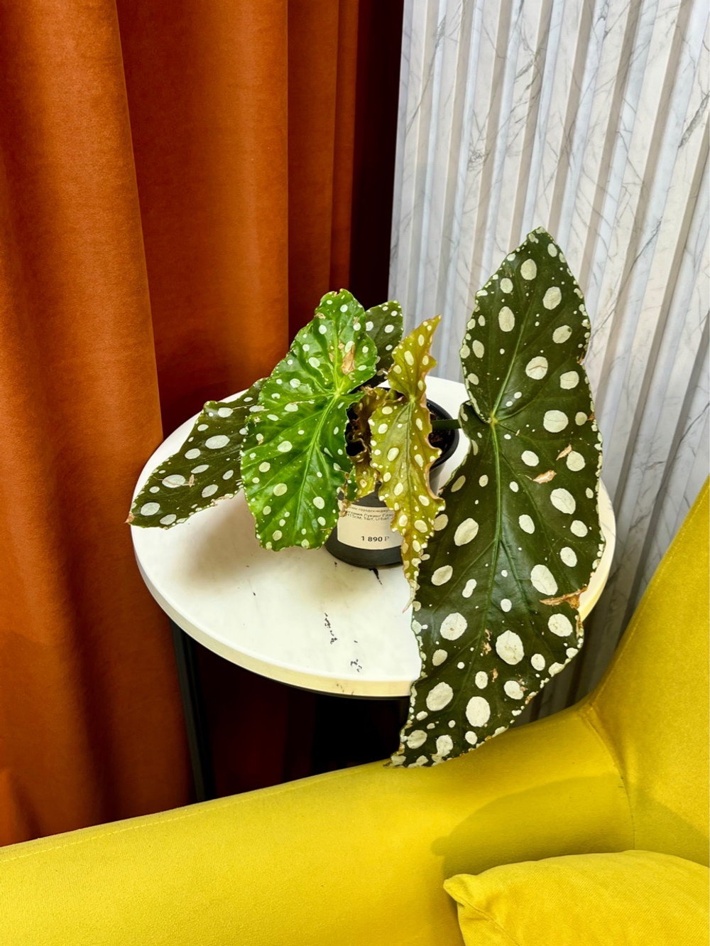 Бегония Макулата Эннан Грейс, D9см Н25см, 1шт, Urban Jungle