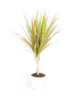 Драцена Bicolor Single Stem d12 h40