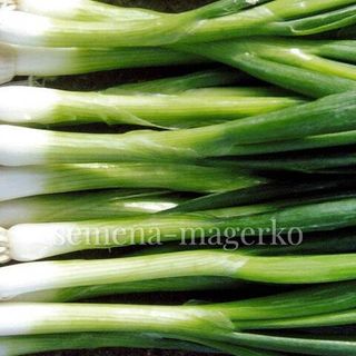 Лук Байя Верде (100000 семян)