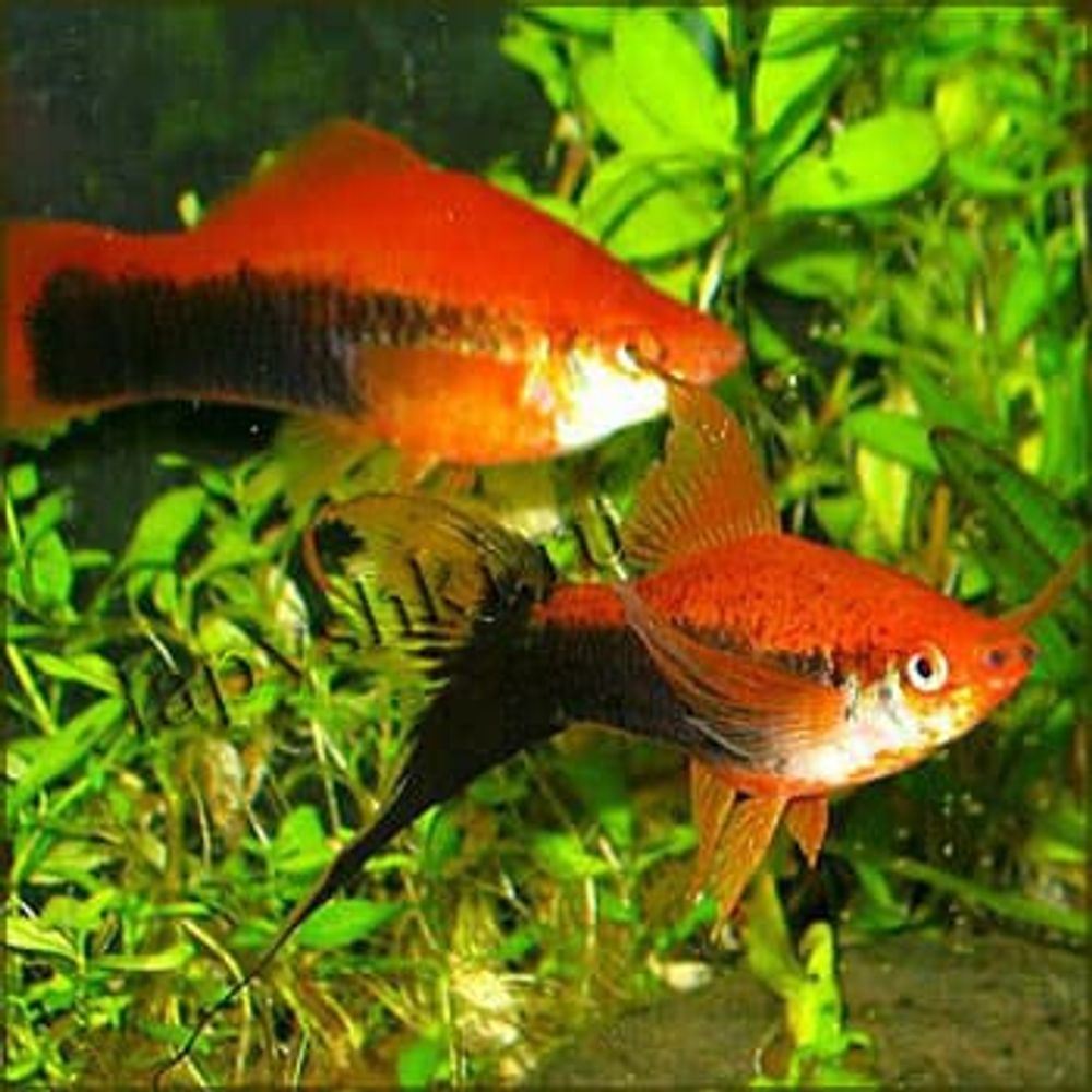 Меченосец красно-черный, M (0047) (Xiphophorus helleri)