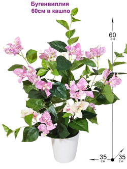 Бугенвиллия 60см в кашпо