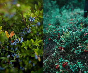 Голубика, клюква