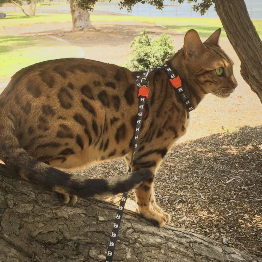 Шлейка+поводок SKULL 2.0 Zee.Cat