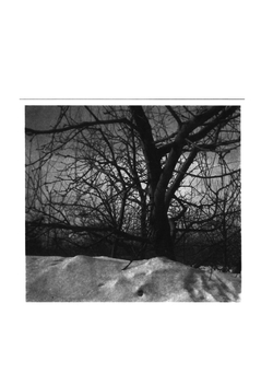 Приусадебный сад | Б.А. Попов