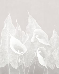 Бесшовная фреска Скин IMPRESSIO, 2,7 м (Ширина 4 м)