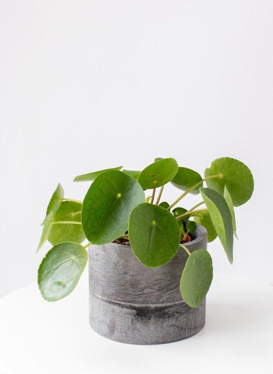 Пилея Пеперомиевидная