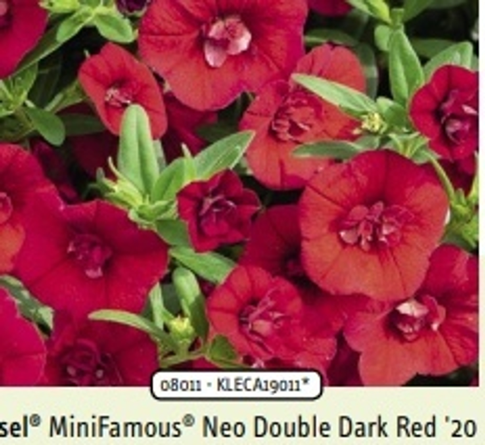 Calibrahoa Mini Famous Neo double dark red ОКС укорененный черенок. Под заказ, производство 4-5 недель