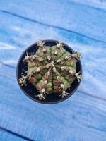 Gymnocalycium T-Rex Pink hybrid (Гимнокалициум T-rex)