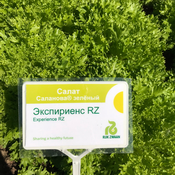 ЭКСПИРИЕНС семена салата Rijk Zwaan оисание – фото 3