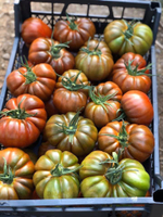 Браун Кой F1 семена томата индетерминантного ( Yuksel Tohum / )