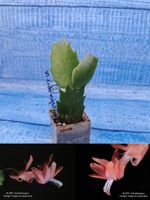 Schlumbergera cv. Twilight Tangerine (Шлюмбергера)
