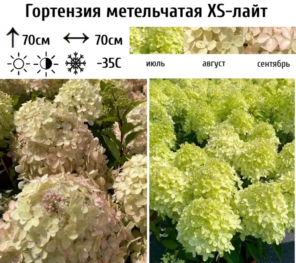 Гортензия метельчатая Гарденлайт XS-лайт (3/4 ветки) Закупка М59 апрель 2026