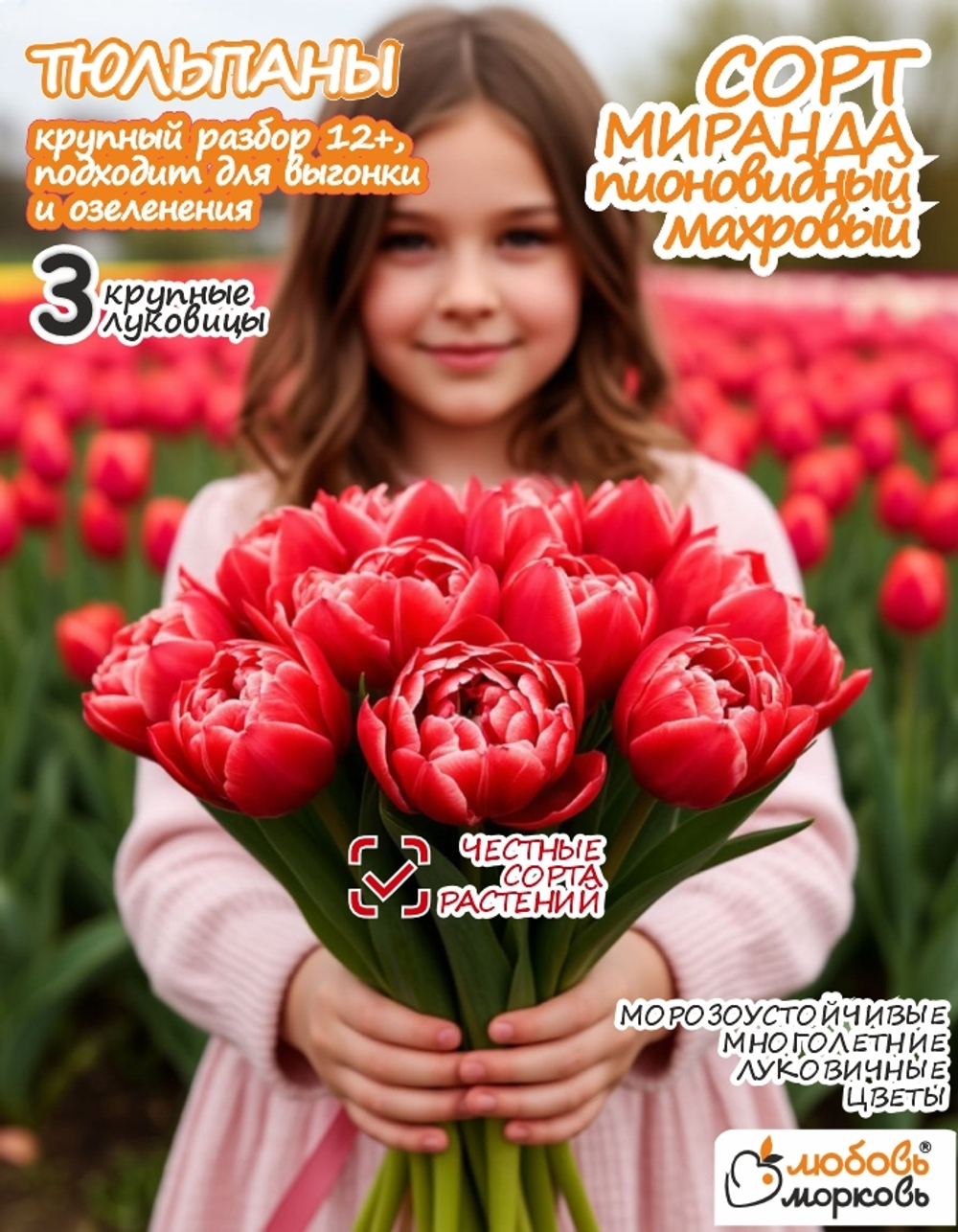 Тюльпан Луковица, Миранда 3 шт, крупный разбор 12+