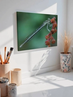 Картина на стену 40 X 50 Стрекоза