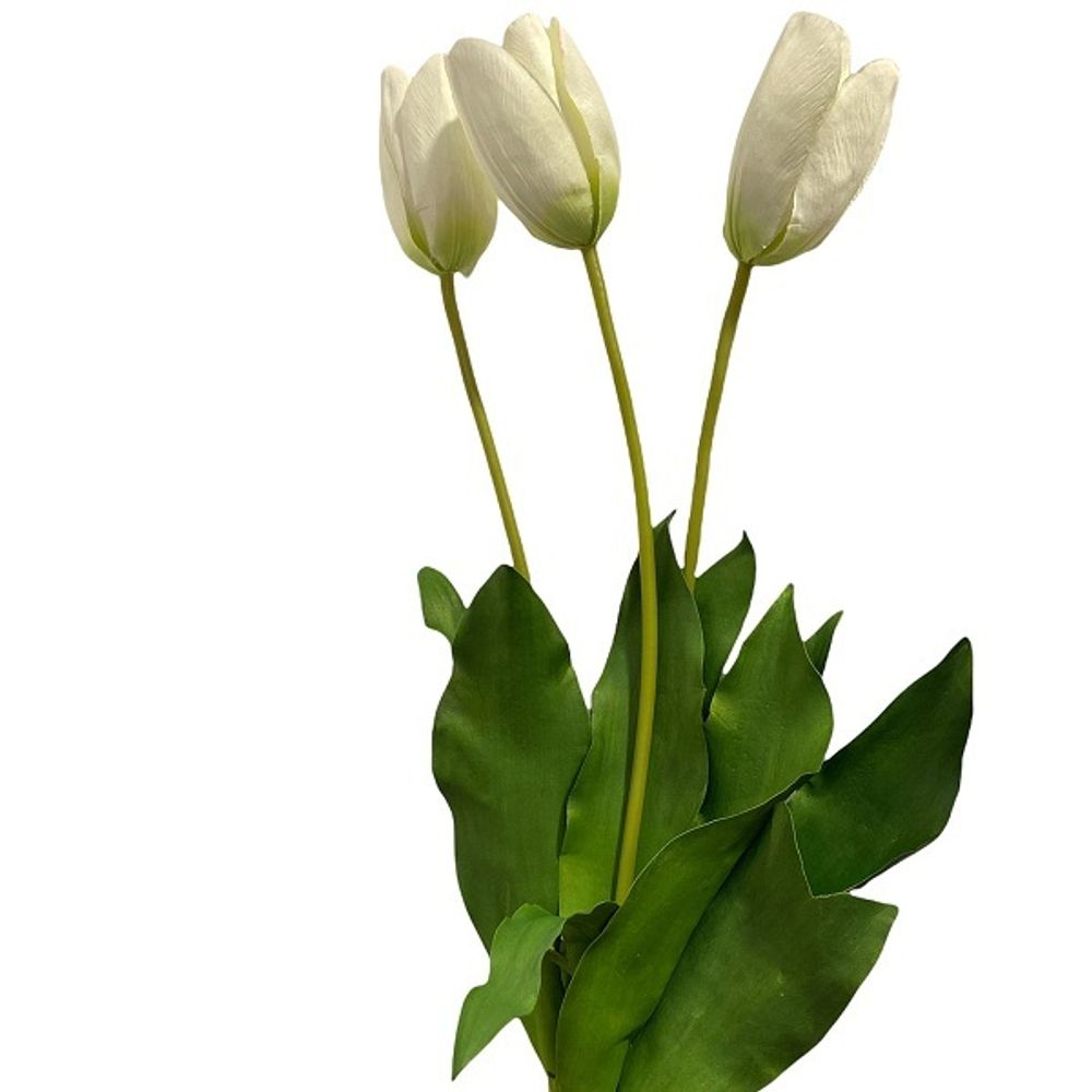 Тюльпан белый высокий  [Арт. TSF00498]