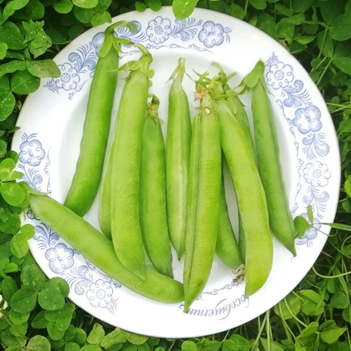 Горох Английский Выставочный - Exhibition English Peas