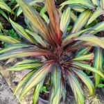 Кордилина LAI SUEA – TIGER