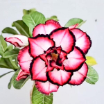 Адениум ALESHA