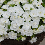 Калибрахоа Aloha Double White р9 1шт