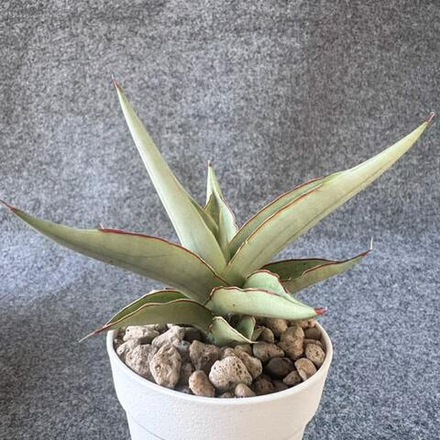 Сансевиерия SWAN DANCER