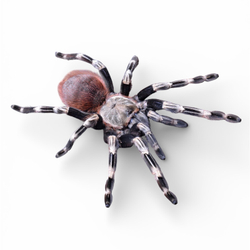 Паук-птицеед Nhandu chromatus (Нанду хроматус)