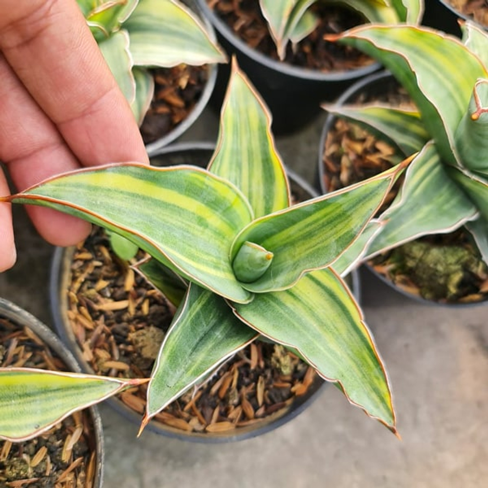 Сансевиерия KIMAYO