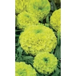 Семена Бархатцы прямостоячие Мери Хелен (УД) Е/П