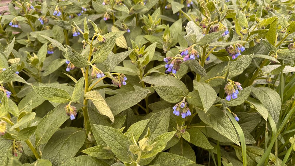 Окопник лекарственный, гидролат травы