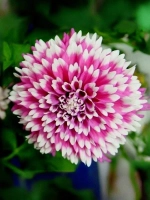 Георгин декоративный Фаззи Ваззи