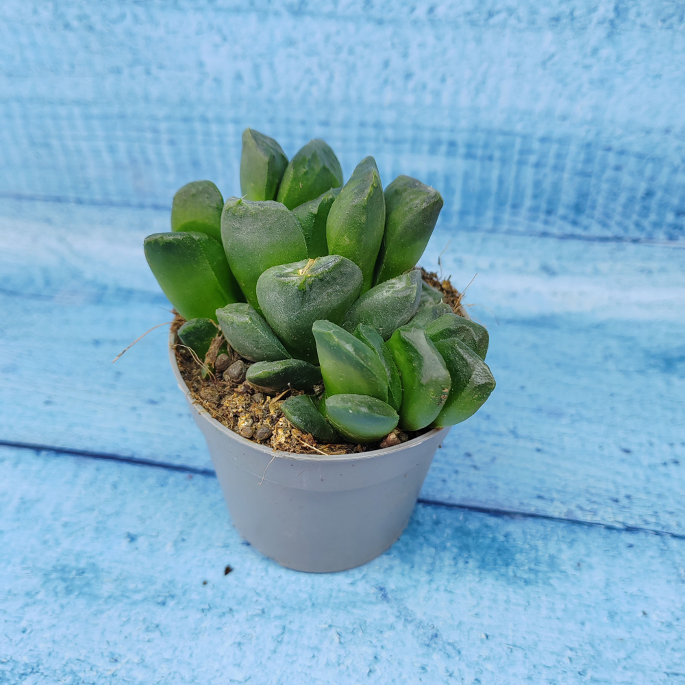 Haworthia Truncata hybride (Хавортия)