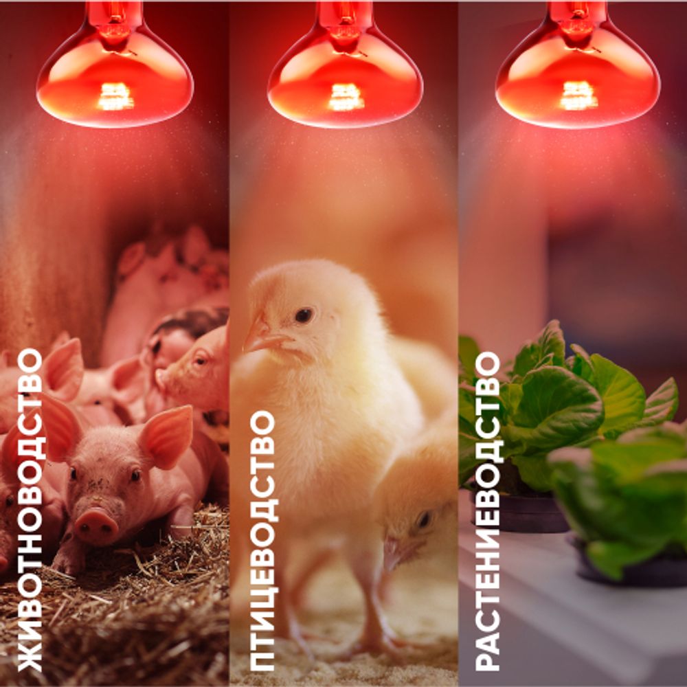 Инфракрасная лампа ЭРА ИКЗК 230-100 R95 для обогрева животных и освещения 100 Вт Е27 | Инфракрасные лампы