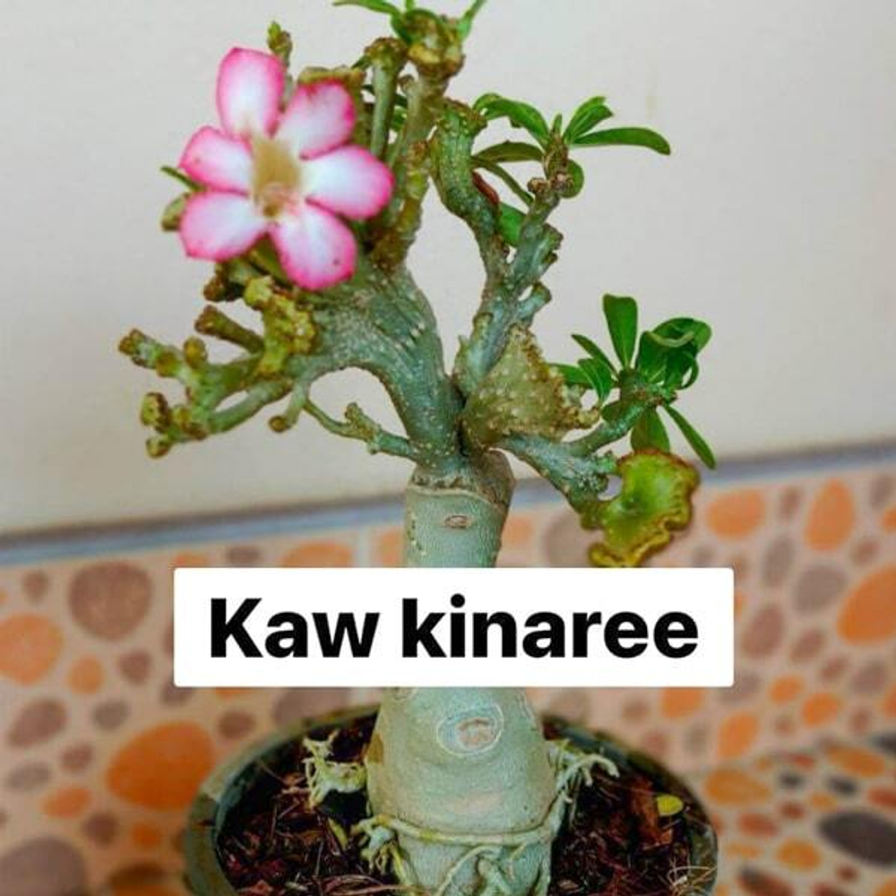 Адениум кристата KAW KINNARI