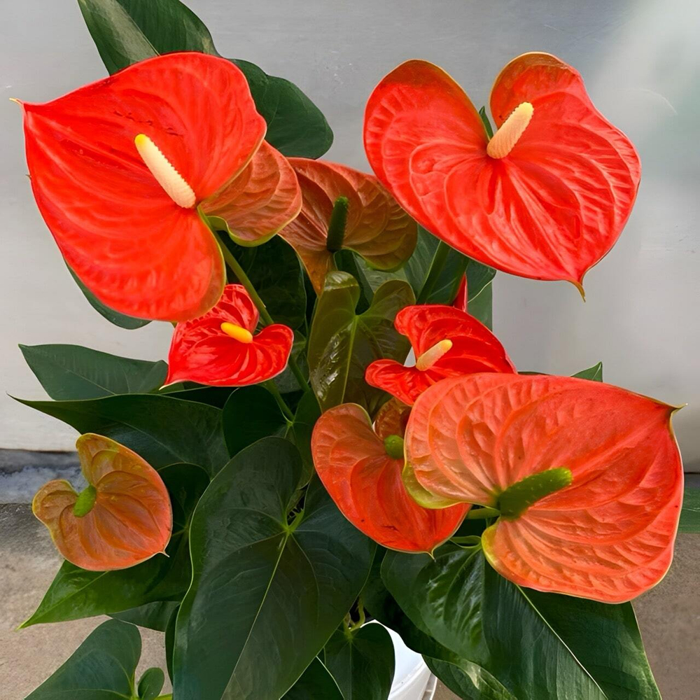 Антуриум Андрэ SIERRA ORANGE