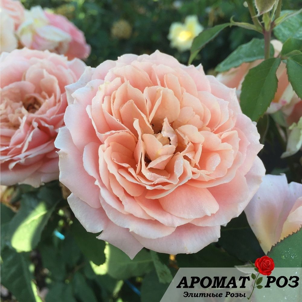 Поль Бокюз (Paul Bocuse)