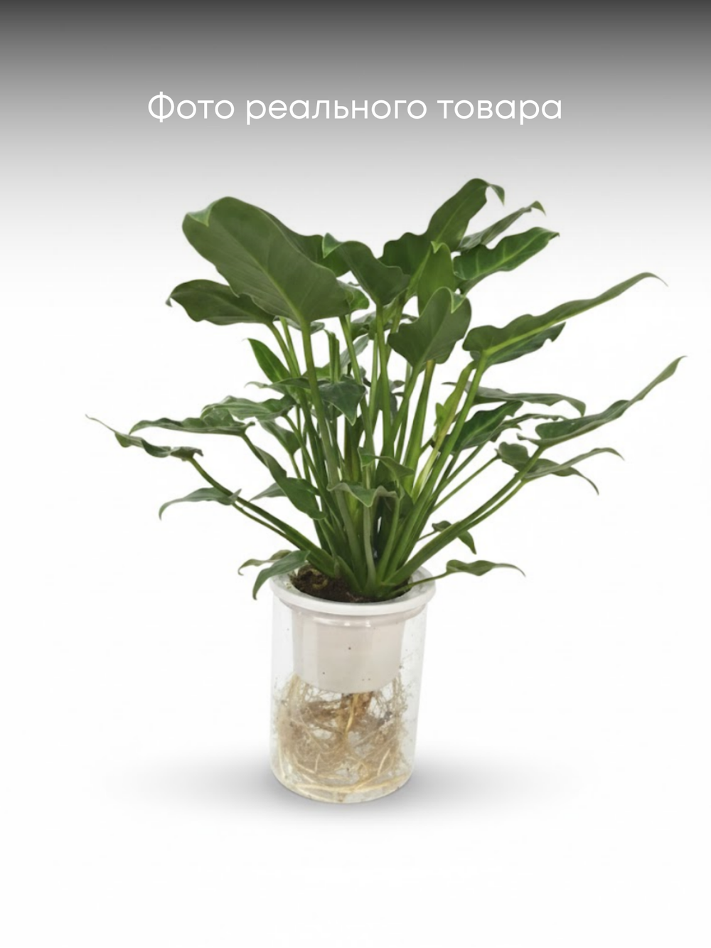 Филодендрон Angel д.11, в горшке с автополивом