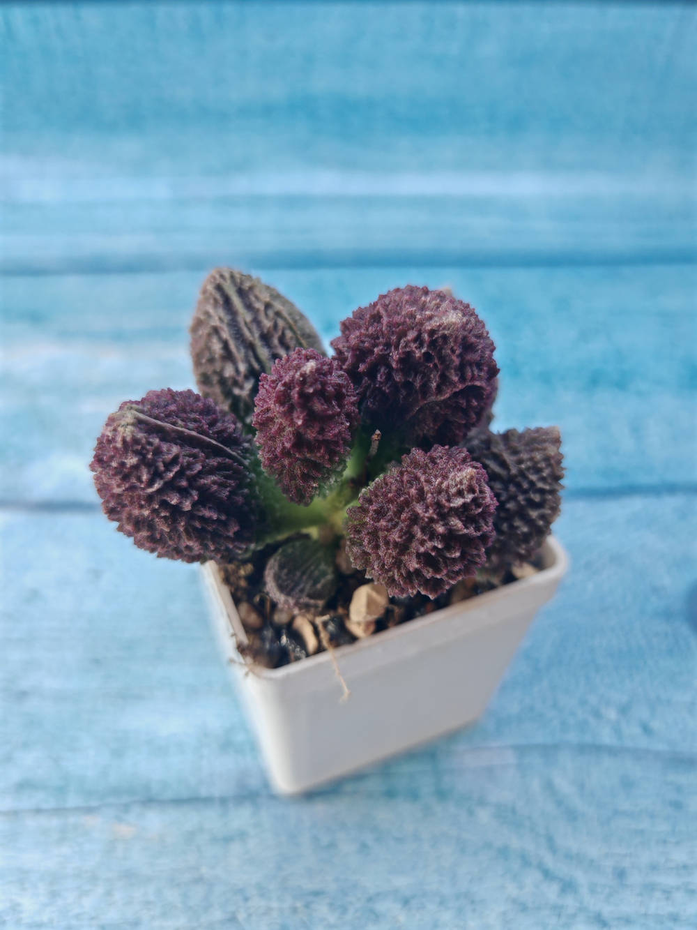 Adromischus Marianae Red Coral (Адромискус)